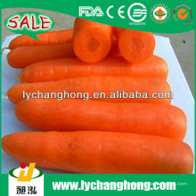 China zanahoria fresca tamaño sml